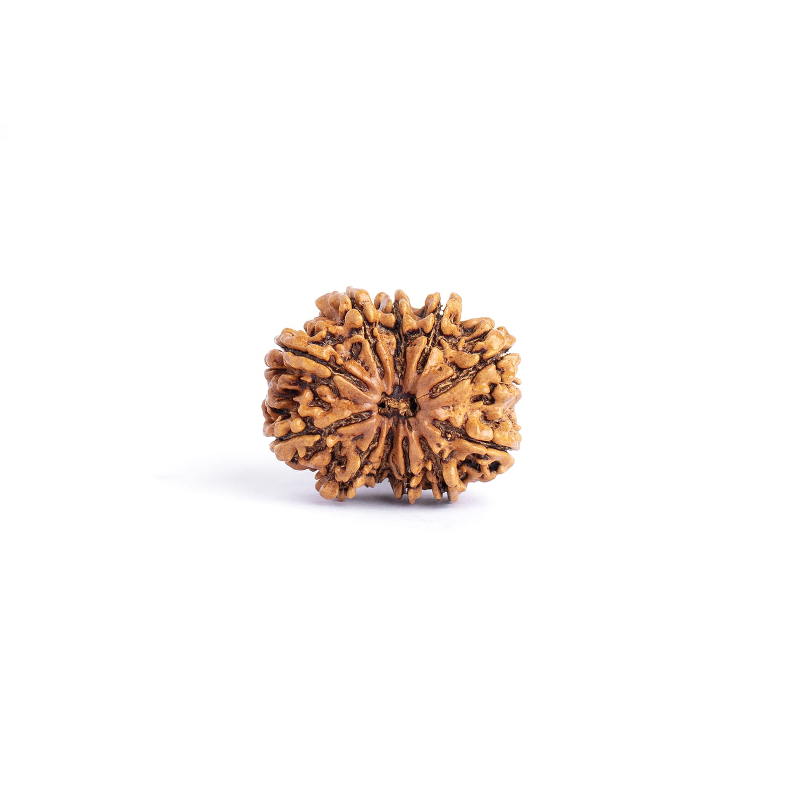 Nepali Rudraksha